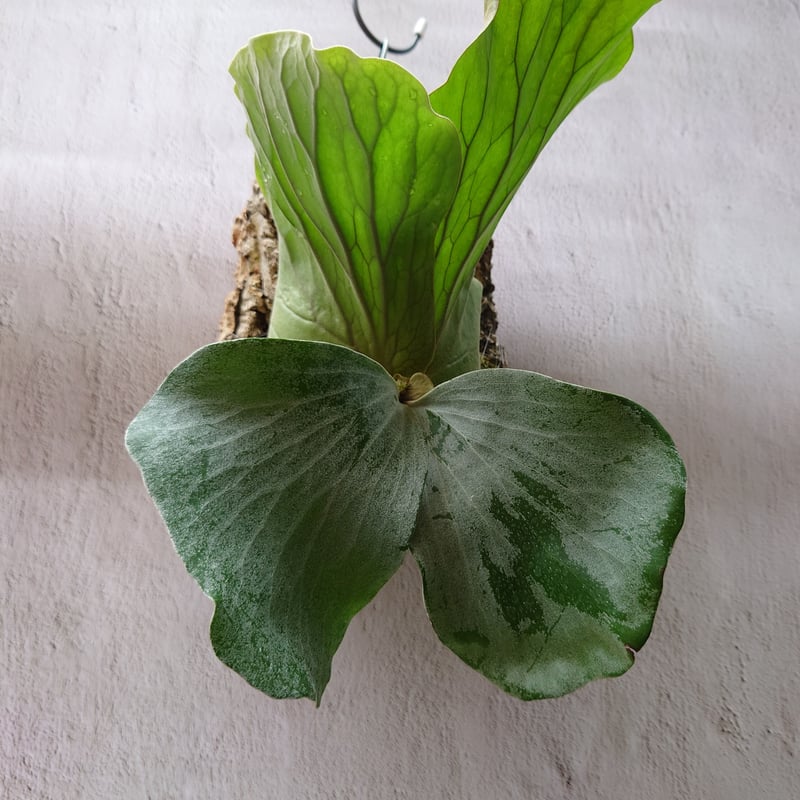 ビカクシダ エレファントティス Platycerium elephantotis