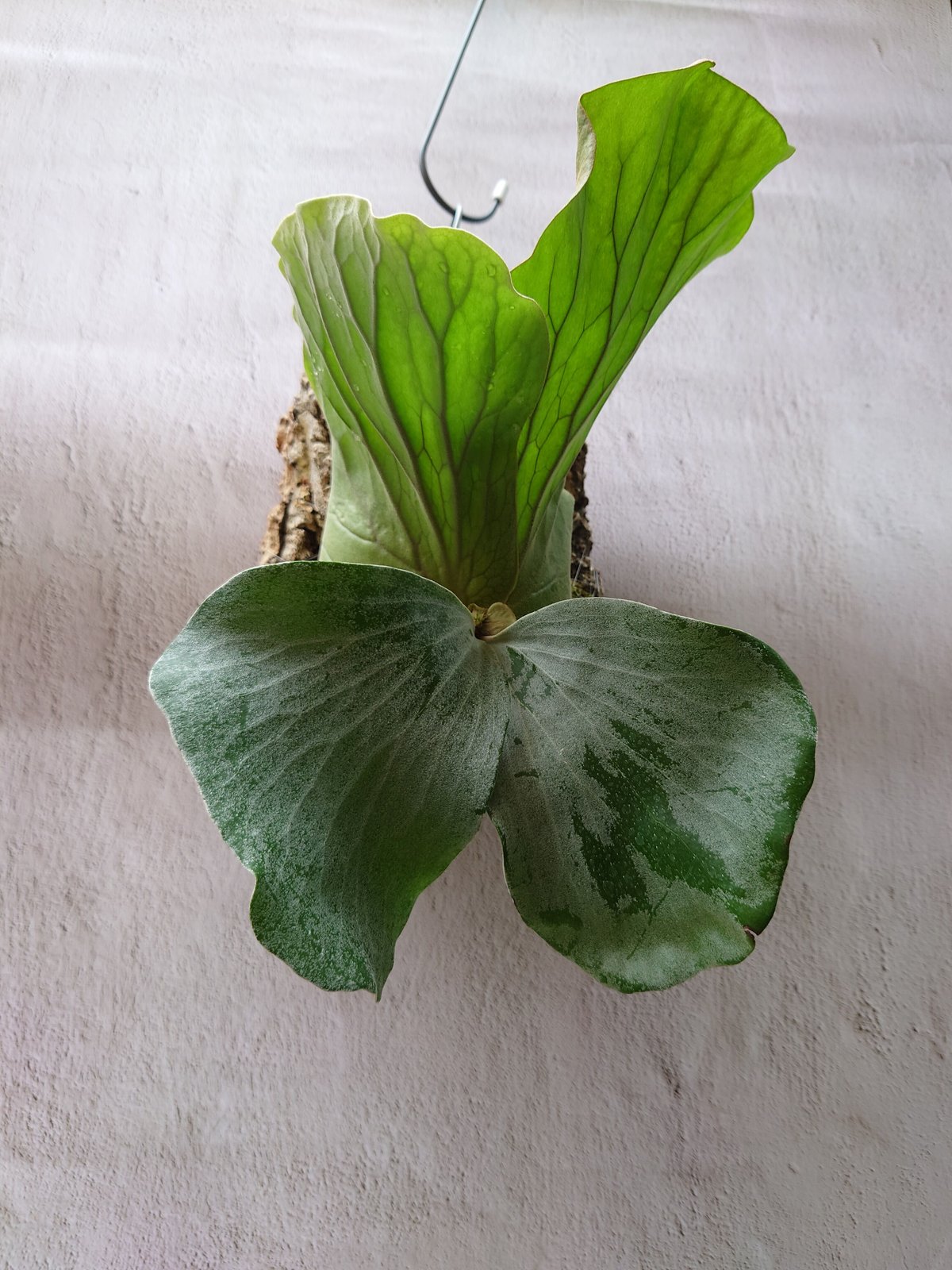 ビカクシダ エレファントティス Platycerium elephantotis ビカクシダ エレファントティス Platycerium elephantotis