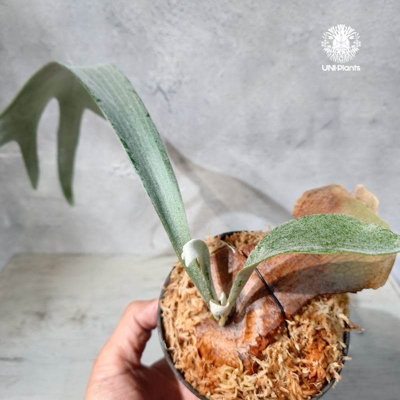 国内繁殖株・一点物】Platycerium bifurcatum 'white' ｜ビカクシ