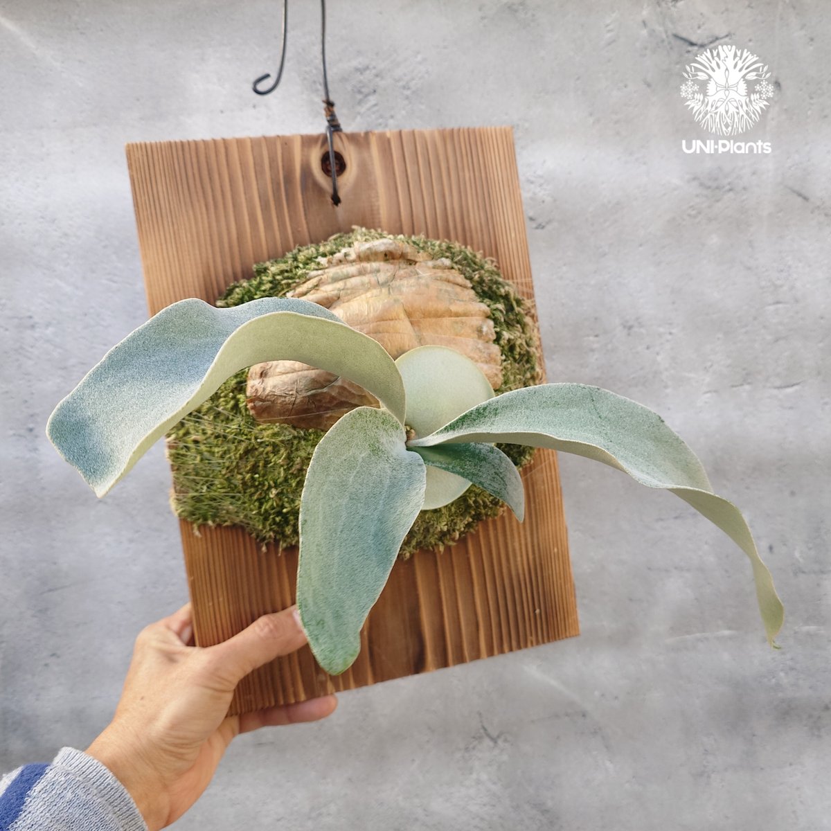 国内繁殖株・一点物】ビカクシダ OMO 'Polar Bear'｜希少株｜Platyceri