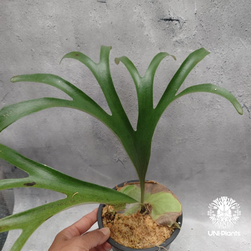 Platycerium alcicorne var.Madagascar ビカクシダ アルシコ