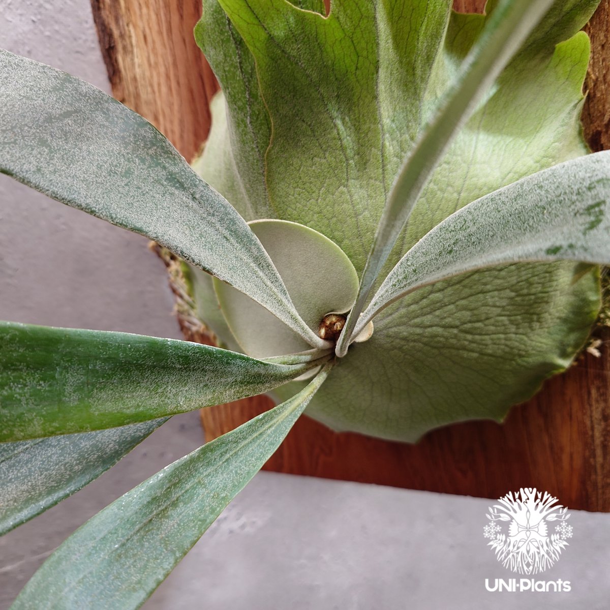 ビカクシダシダ GOKUU 子株 woot オリジナル ビカクシダシダ GOKUU 子株 woot オリジナル