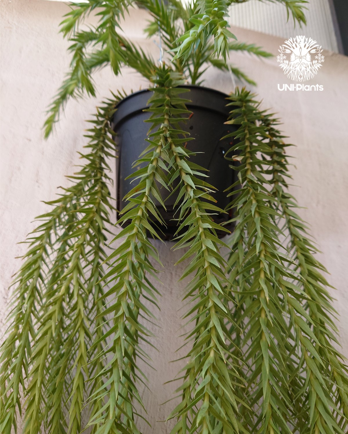 ヒカゲノカズラ　新春　ヒカゲノカズラ ヒカゲノカズラ - Wikipedia