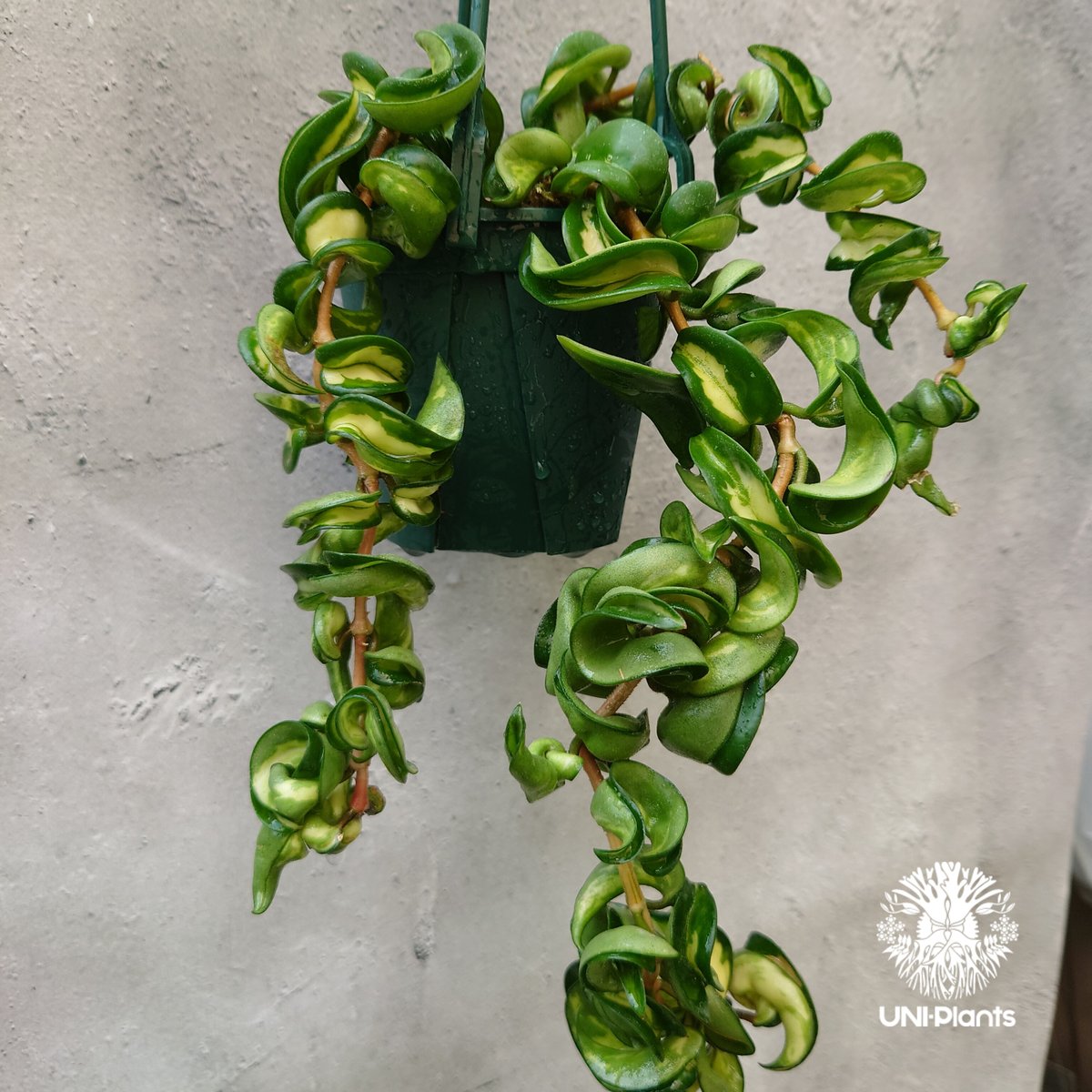 Hoya carnosa compacta variegated ホヤ カルノーサ コンパクタ