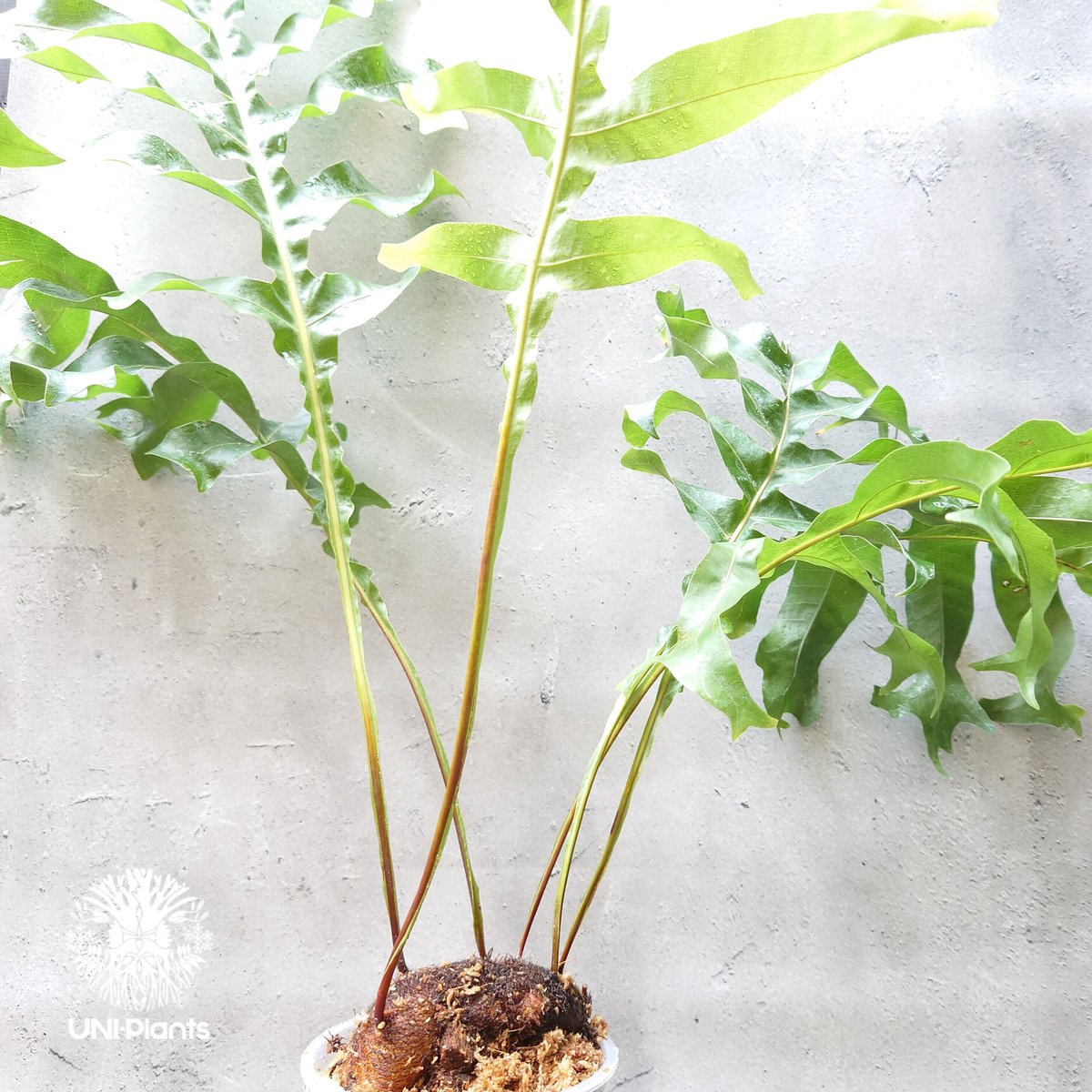 初入荷! Drynaria bonii wild ドリナリア·ボニー タイ産山採り株 観葉