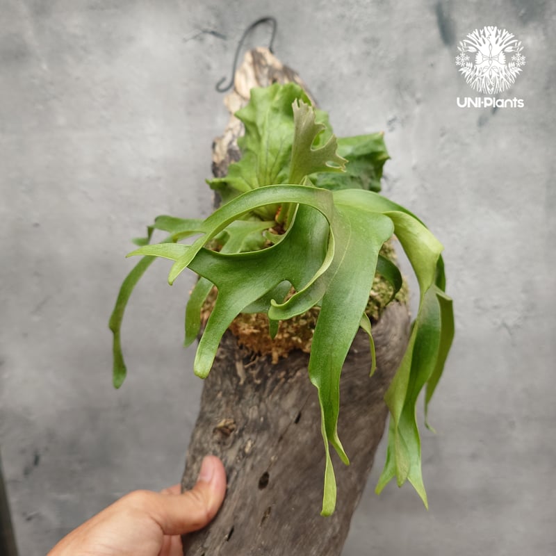 ビカクシダ コロナリウム フィリピネスフォーム Platycerium coronarium