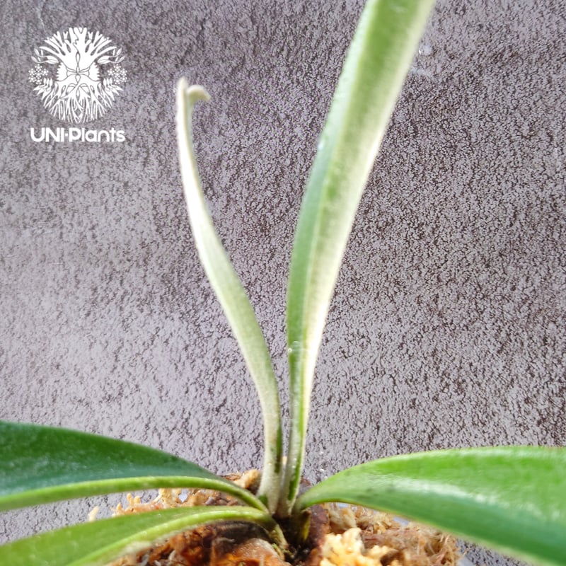 初入荷! ビカクシダ ピューチャン Platycerium pewchan コウモリラン