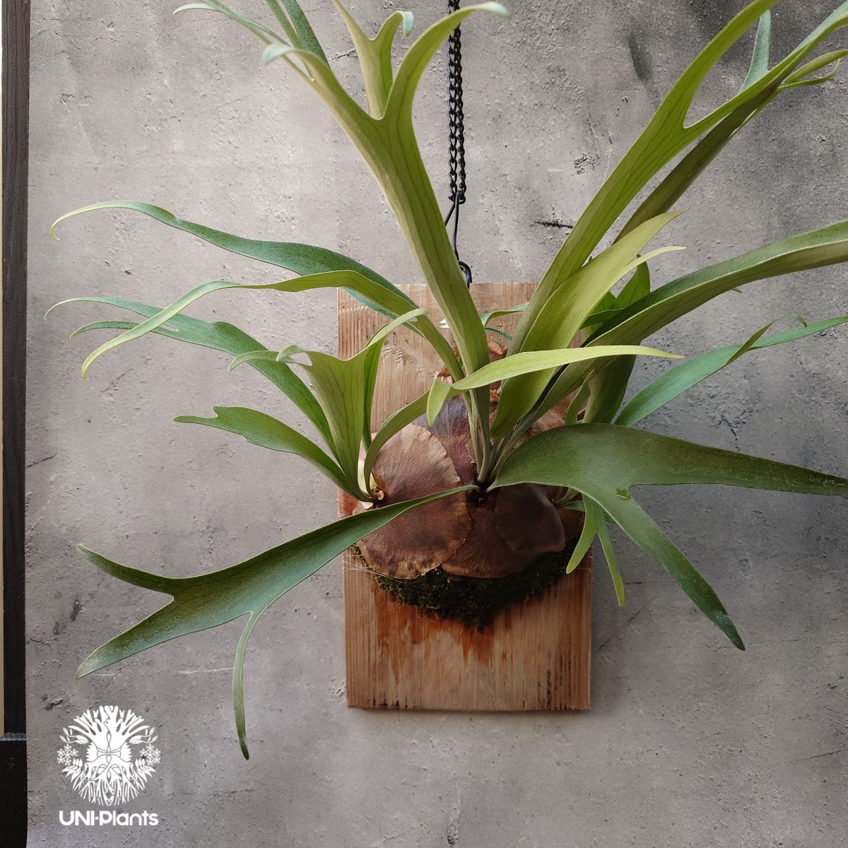 P. 'Ripples' 【波紋】 子株 ビカクシダ コウモリラン 【公式通販】