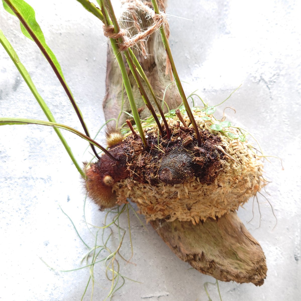 Drynaria bonii wild ドリナリア·ボニー タイ産山採り株 流木
