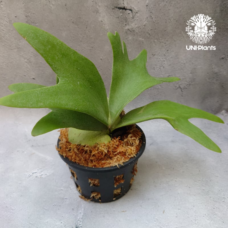 ウイリンキー　ビカクシダ P.willinckii 月光爪哇 from @comolebi_plants やはりこの