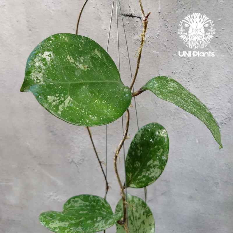 Hoya Michelle splash ホヤ ミッシェル スプラッシュ ホヤ植物 Hoya