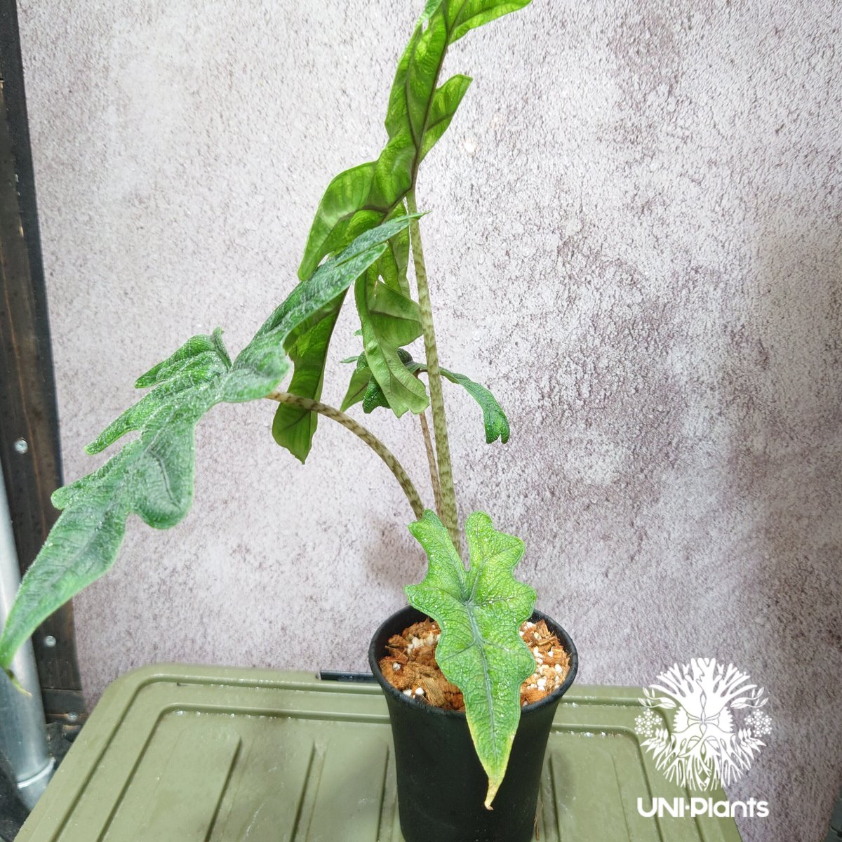 Alocasia jacklyn アロカシア ジャクリン アロカシアジャックリ