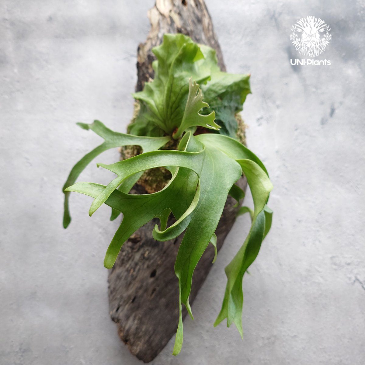 ビカクシダ コロナリウム フィリピネスフォーム Platycerium coronarium