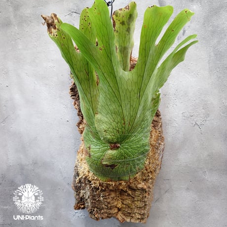 シダ植物｜ビカクシダ（コウモリラン）｜品質と鮮度の【THE GOOD FLOWER JAPAN】