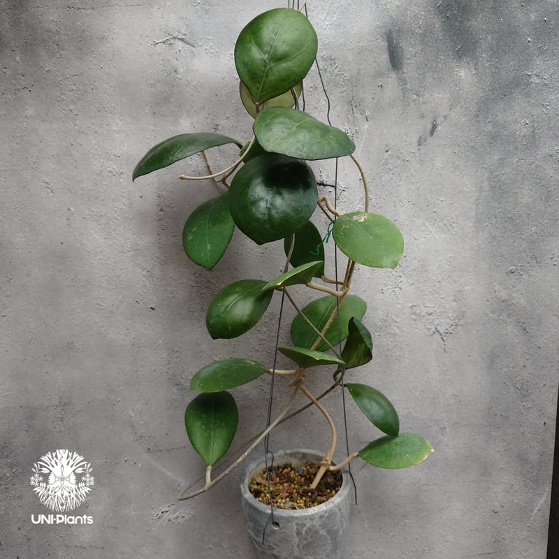 Natalia　ホヤ 4” Hoya 'Nathalie' – Canopy Plant Co.