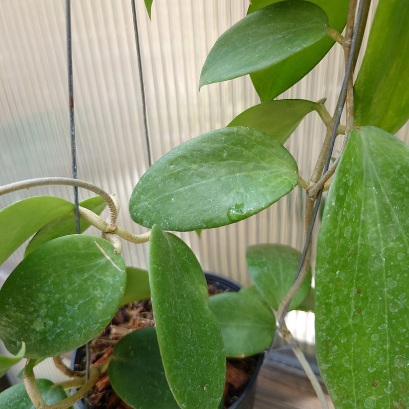 ホヤ アルドリッチ Hoya aldrichii ホヤ植物 サクララン 植物