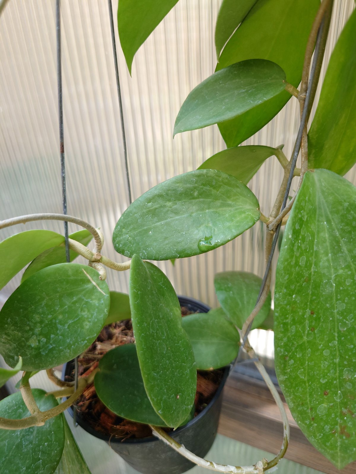 ホヤ アルドリッチ Hoya aldrichii ホヤ植物 サクララン 植物
