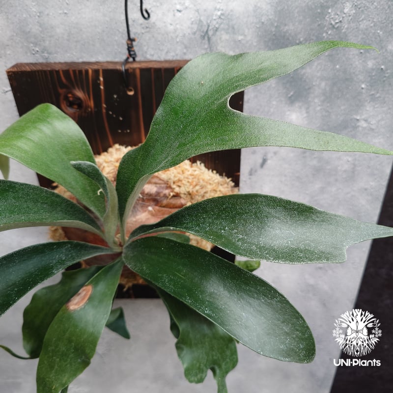 Platycerium sp.(spore) ビカクシダ 品種不明 ビカクシダ子株 シダ植物