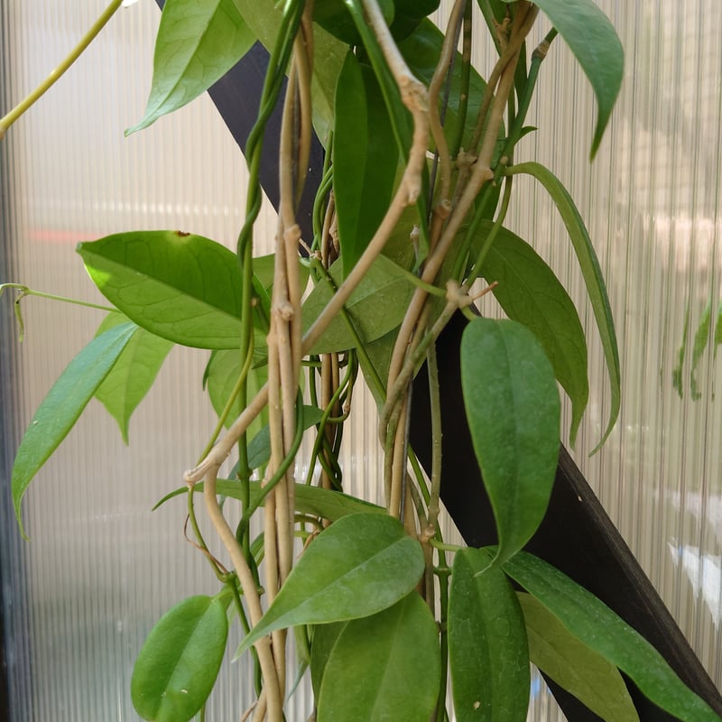 希少! ホヤ ブオティ Hoya buotii ホヤ植物 植物 珍奇植物 珍奇 希少! ホヤ ブオティ Hoya buotii ホヤ植物 植物 珍奇植物 珍奇