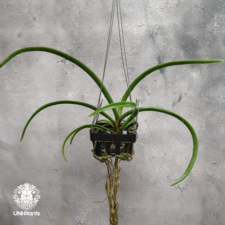 CATEGORY 着生ラン(Orchid) | UNI-Plants ビカクシダ、ホヤ植物