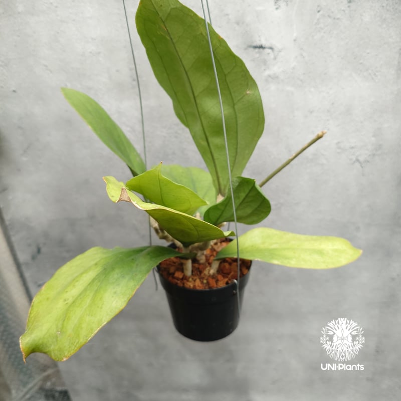 Hoya Lambii ホヤ ランビー ホヤ植物 ホヤの花 Hoya Plants 珍しい 希