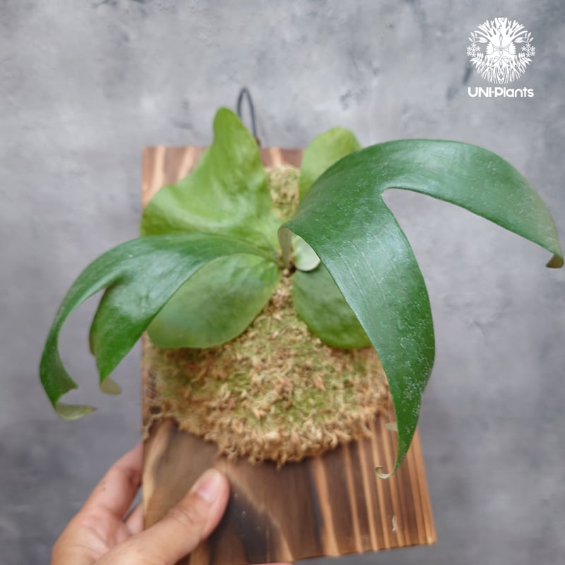 親株　P. Stemaria 原種 ビカクシダ ステマリア Platycerium stemaria ビカクシダ原種 シダ植物