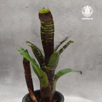 Drynaria quercifolia ドリナリア クエルシフォリア 群生 観葉