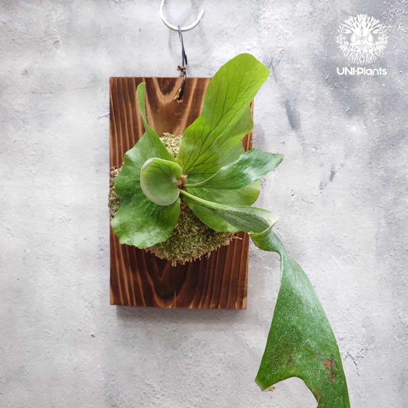 国内繁殖株・一点物】ビカクシダ ステマリア｜ビカクシダ原種