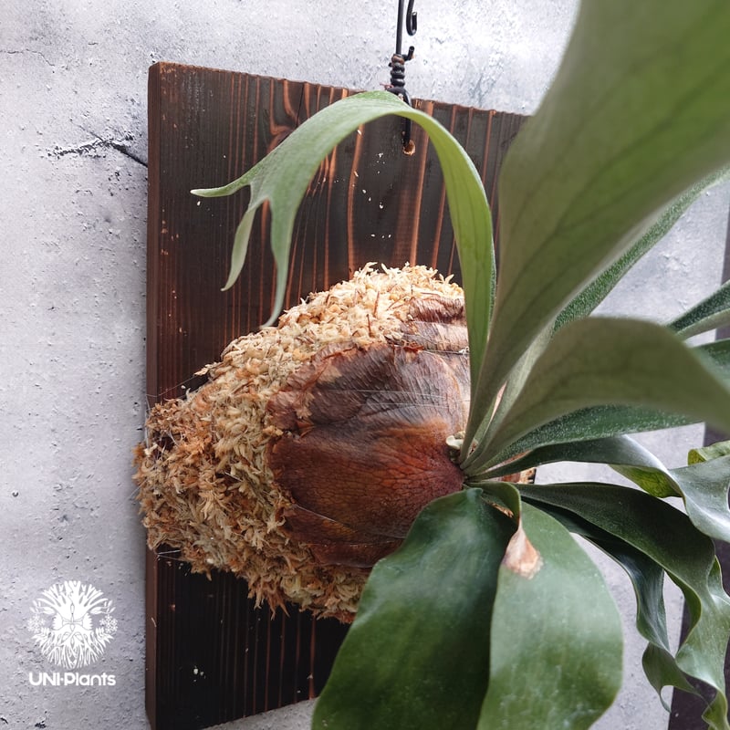 Platycerium sp.(spore) ビカクシダ 品種不明 ビカクシダ子株 シダ植物