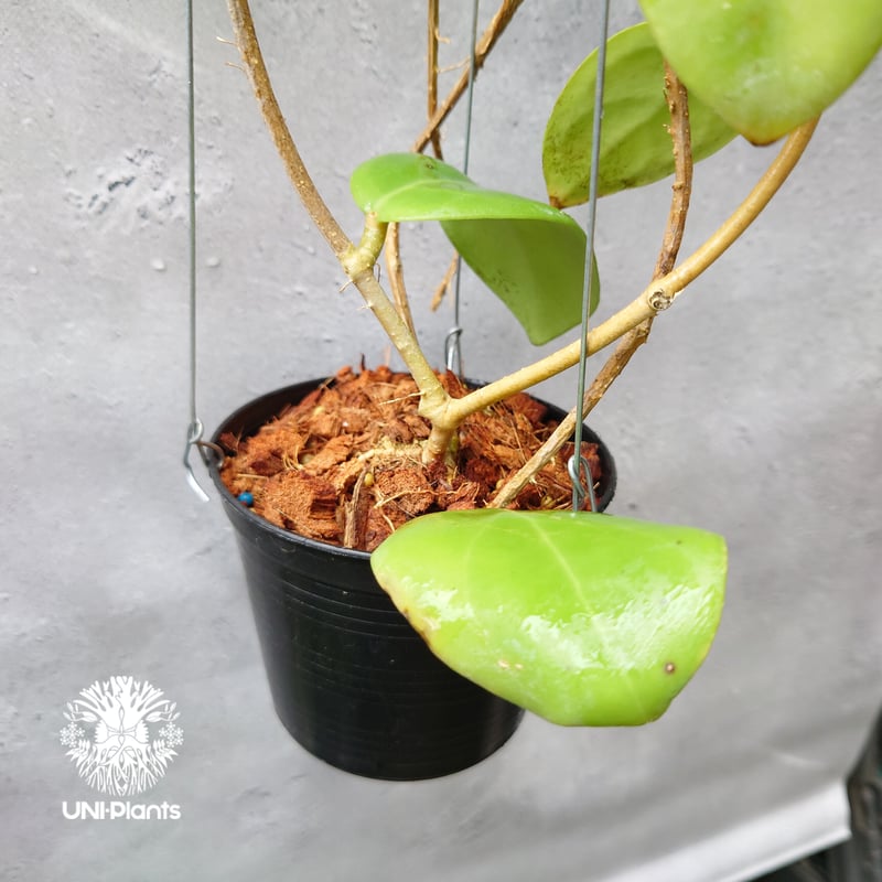 初入荷 希少! Hoya mindorensis pink dragon ホヤミンドレンシス  