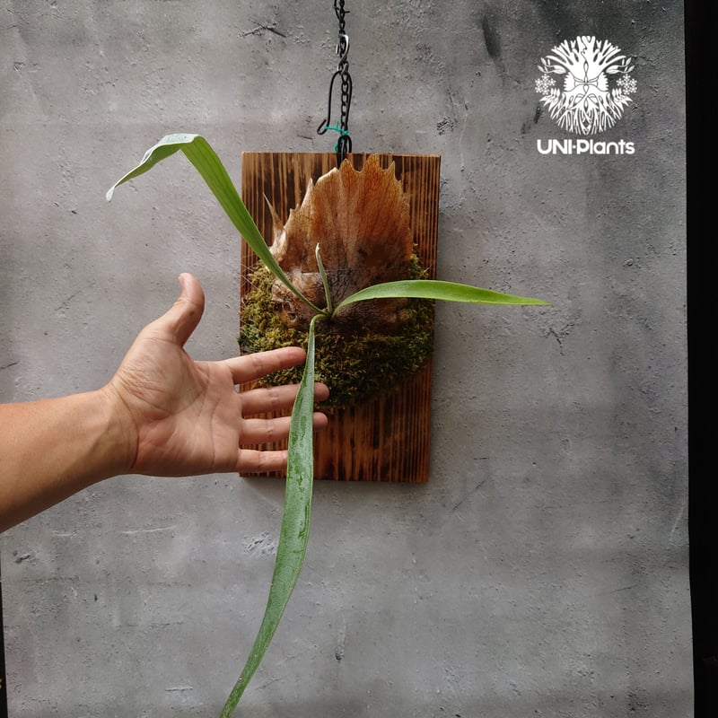 Platycerium Blue vista ビカクシダブルービスタ ビカクシダウィ