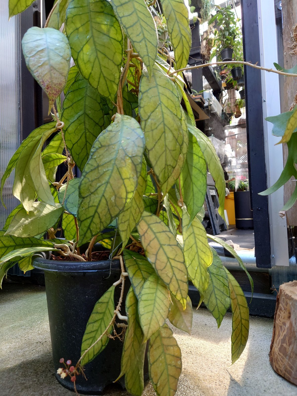 希少!大株!ホヤ カリマンタン Hoya kalimantan ホヤ植物 植物 珍奇植物...