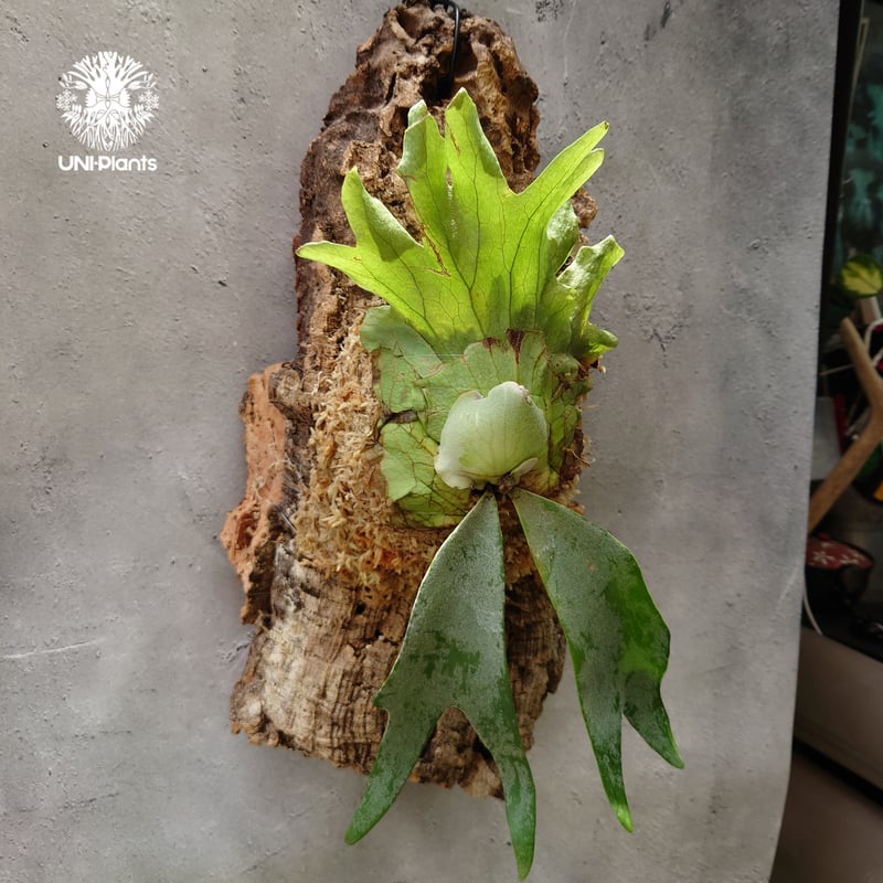 Platycerium willinckii 'W.A.Manda ビカクシダ ウィリンキー