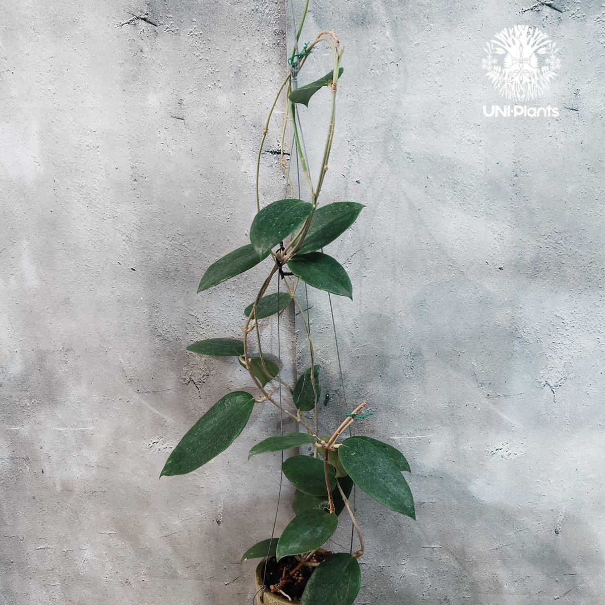 タイ直輸入・現地選抜】Hoya aldrichii | ホヤ アルドリッチ ｜希少株