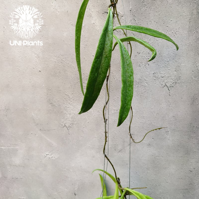 Hoya Sulawesiana ホヤ スラウェシアナ ホヤ植物 Hoya plants