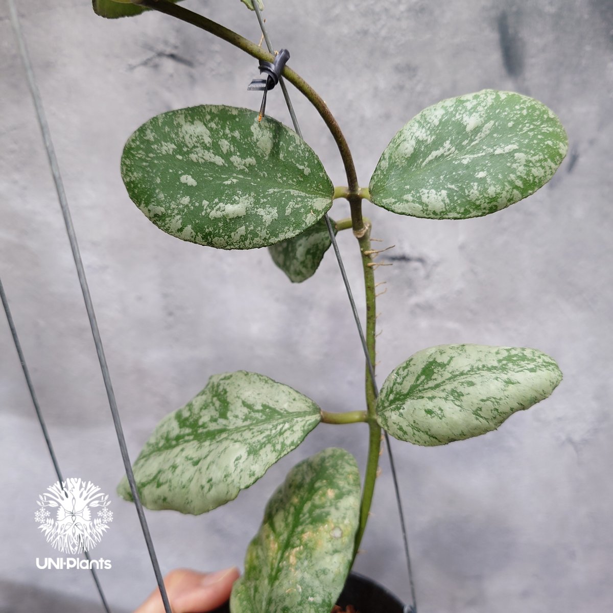 その他観葉植物 Hoya waymaniae 'Cloudy Sky' 限定1株入荷 Hoya Waymaniae cloudy sky ホヤ ウェイマニアエ クラウ