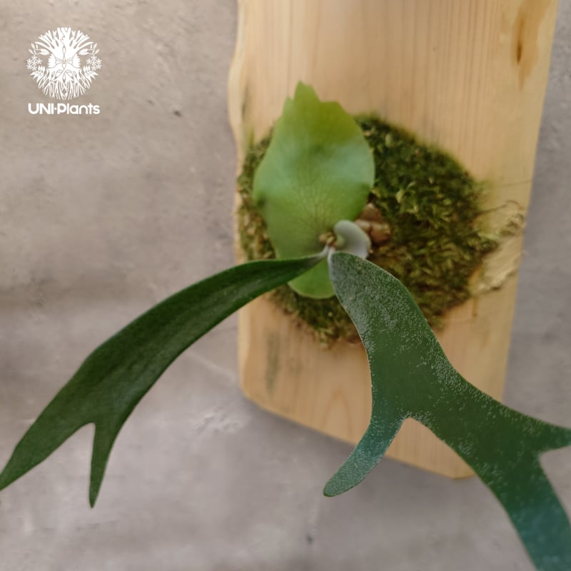 Platycerium willinckii cv.Zion(pup) ビカクシダ ウィリンキ