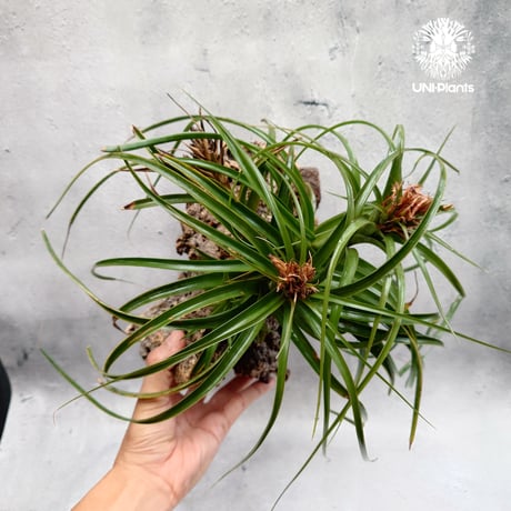 Tillandsia brachycaulos x concolor チランジア・ブラキカウロス×コンコロール Tillandsia エアープランツ エアプランツ ティランジア 着生コルクアレンジ