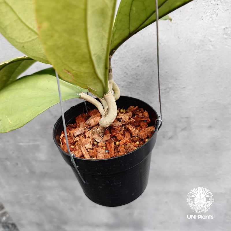 専用　ホヤ　Hoya 2点 Hoya Lambii ホヤ ランビー ホヤ植物 ホヤの花 Hoya Plants 珍しい 希