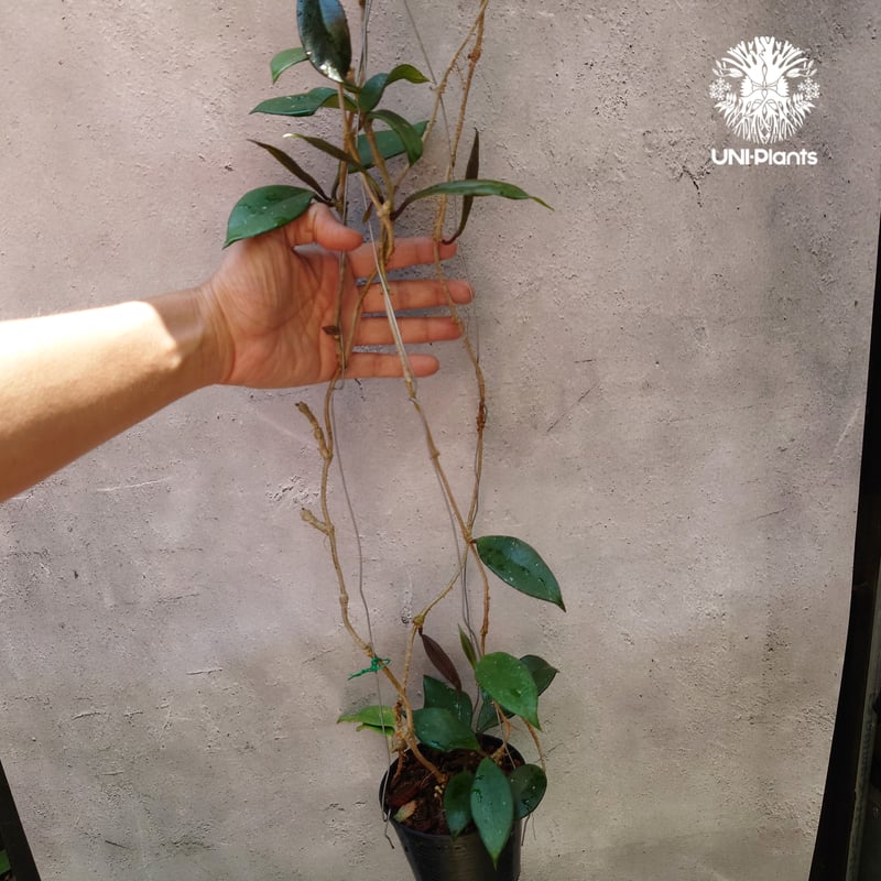 ホヤ プビカリクス ロイヤル ハワイアン パープル Hoya pubicalyx