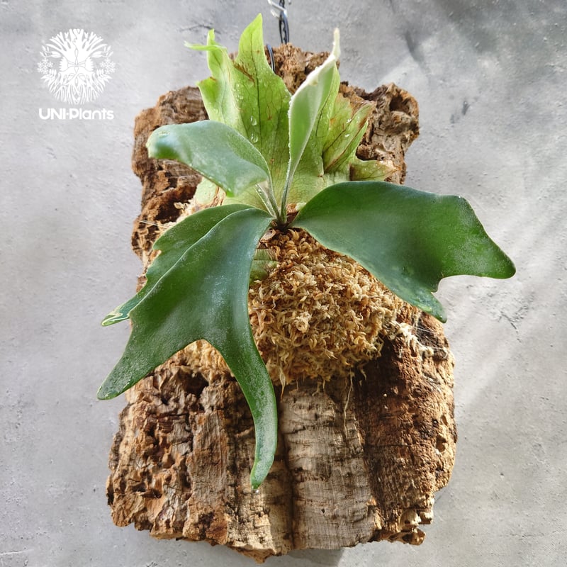 Platycerium willinckii 'W.A.Manda ビカクシダ ウィリンキー