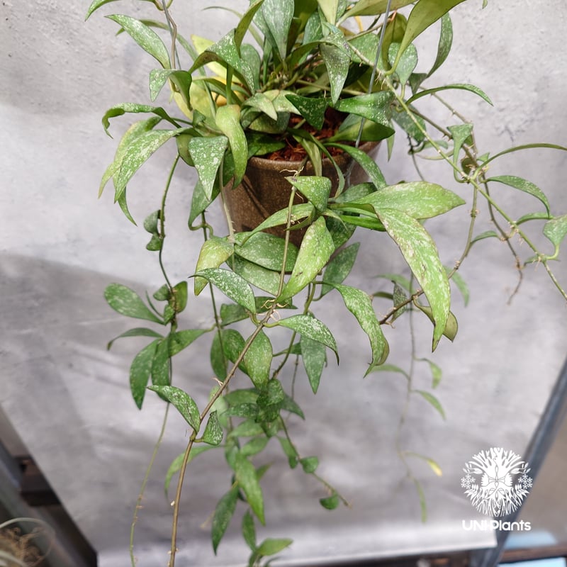 限定1株入荷 Hoya Parviflora splash ホヤ パルビフローラ スプラッシ