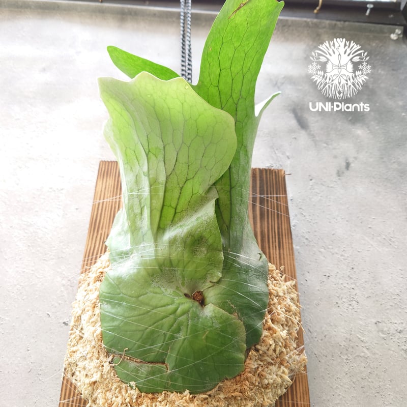 初入荷! ビカクシダ ホルタミー Platycerium holttumii コウモリ