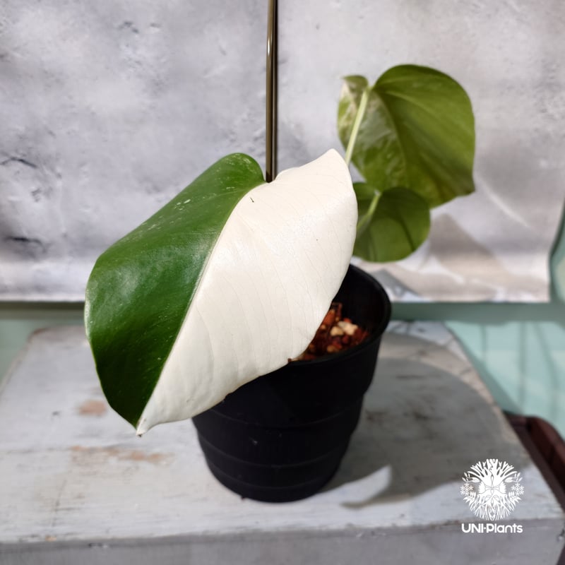 国内繁殖株・一点物】Monstera borsigiana 'Albo'｜モンステラ・ボル