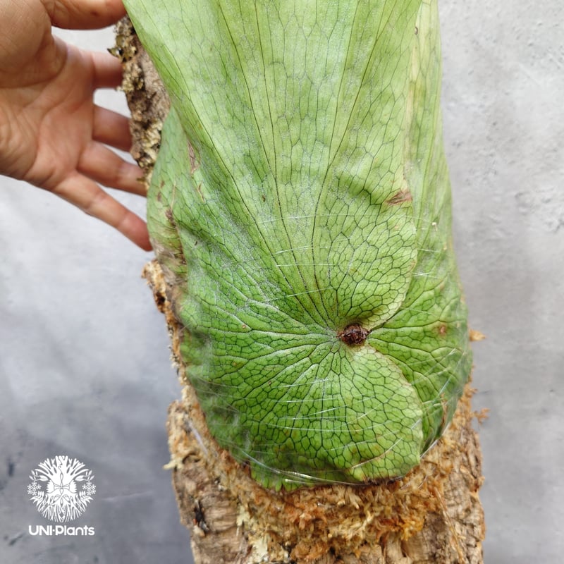 Platycerium wandae wild ビカクシダ ワンダエ ワイルド株 ビカクシダ