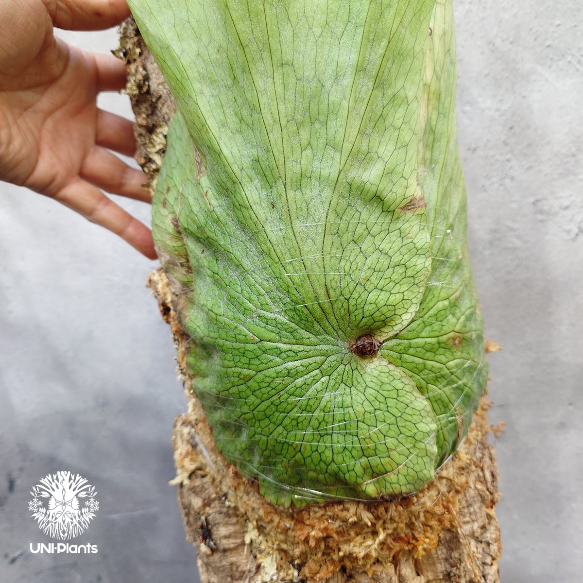 Platycerium wandae wild ビカクシダ ワンダエ ワイルド株 ビカクシダ