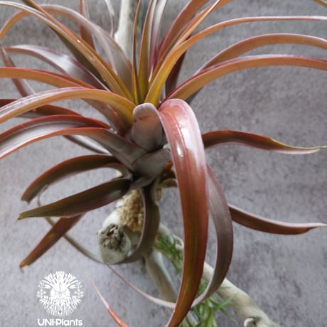 Tillandsia capitata “Marron” with Araujei ティランジア チランジア・カピタータ・マロン With アラウジェイ 珍奇植物 植物 エアプランツ ブロメリア