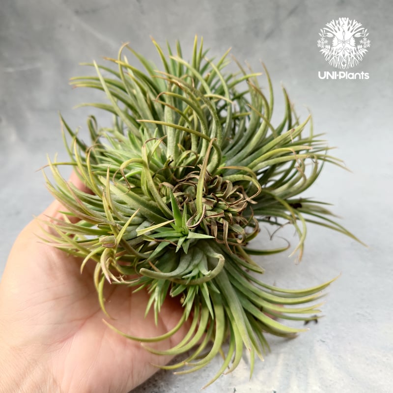 Tillandsia Ionantha (M) チランジア・イオナンタ Tillandsia