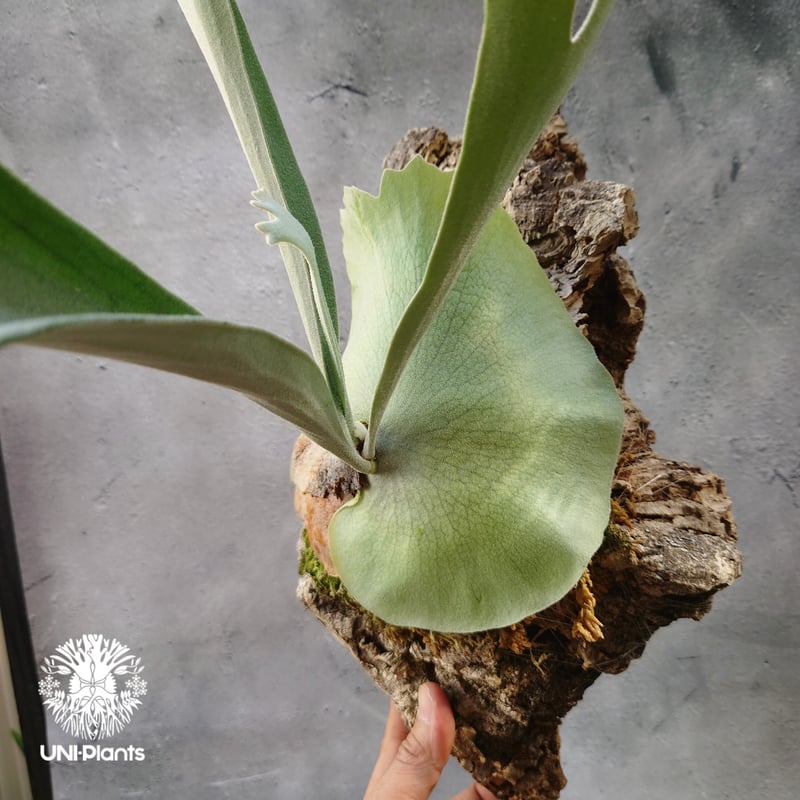 ビカクシダ ベイチー シルバーフロンド Patycerium veitchii cv. Sil