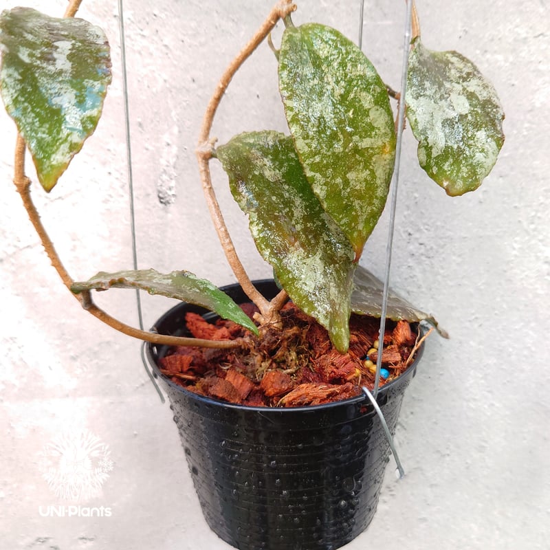 Hoya Caudata gold ホヤ カウダータ ゴールド ホヤ植物 珍奇 珍しい
